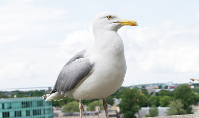 sea gull bird postcard