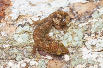 Ulber's Gecko in tropical forest