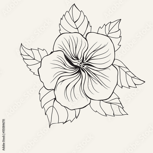 "Hawaii hibiscus flower, leaf for Coloring book page for adult" Stock