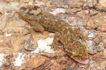 Obraz premium Ulber's Gecko in tropical forest