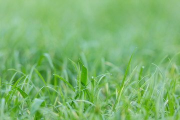 de-focus grass filed background