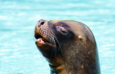 Obraz premium Otarie