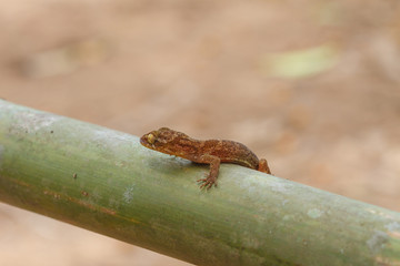 Fototapeta premium Ulber's Gecko in tropical forest