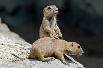 Präriehunde (Cynomys)