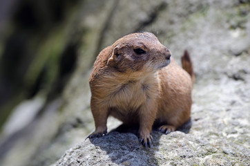 Präriehund (Cynomys)