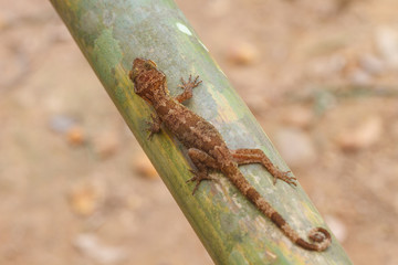 Ulber's Gecko in tropical forest