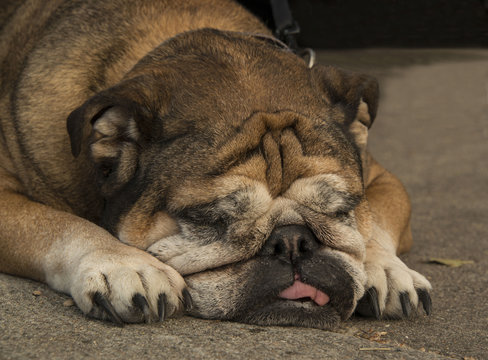 Bulldog sleeping on sidewalk in park