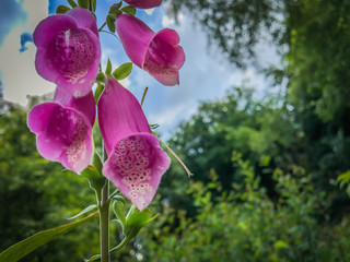 foxglove in close up 2 © jaapbleijenberg