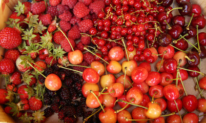 Red berries and summer fruit. Raspberries, cherries, redccurrant, mulberry and strawberries