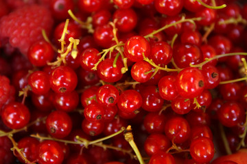 Red berries and summer fruit. Raspberries, cherries, redccurrant, mulberry and strawberries