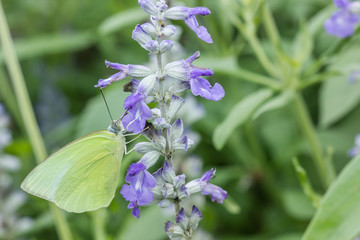 yellow butterfly on lavender flower
