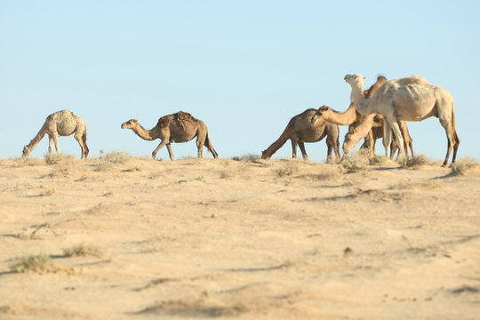 Camels in Douz