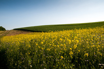 Obraz premium Beautiful fields of grain