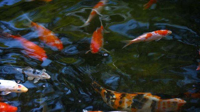 Video UltraHD - Dozens of beautiful and colorful koi fish, swimming through the crystal clear water of a decorative pond at a park.