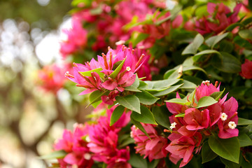 Bougainvillea.