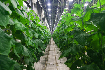 big fruiting cucumber greenhouses