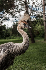 Żuraw koroniasty © serQ