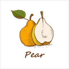 Pears, hand-drawn. Vector illustration.