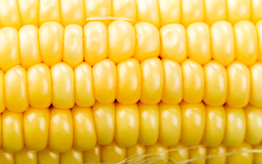 Grains of ripe corn