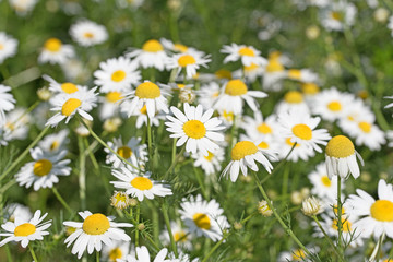 Geruchlose Kamille, Tripleurospermum maritimum