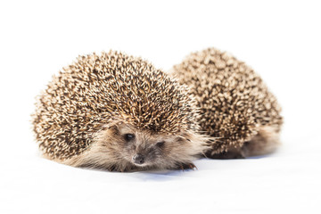 two Hedgehogs, Atelerix albiventris, 3 weeks old, in front of white background