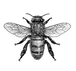 engraved, drawn,  illustration, insect, bee, honey, bite, sting, pinch