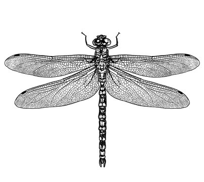 engraved, drawn,  illustration, insect, dragonfly, damselfly, predator, water