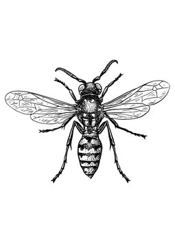 engraved, drawn,  illustration, insect, wasp, pinch, sting, bite