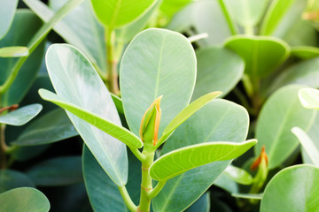 Obraz premium Top leaves weakens