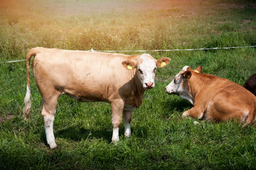 Cows grazing on a pasture
