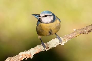 Nice tit with blue head looking up