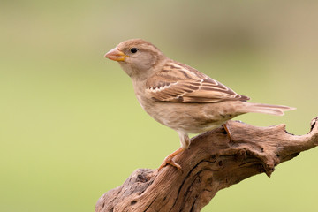 Beautiful wild bird