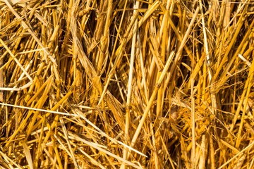 Hay.