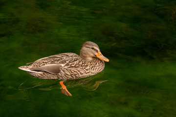 Утка в пруду