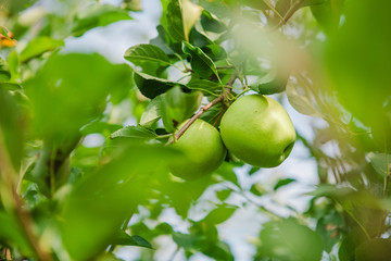 Granny Smith Apples on a Tree