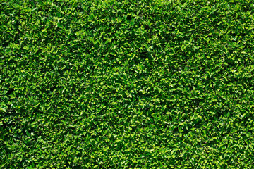 Fototapeta premium green leaf background