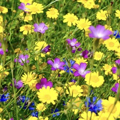Obraz na płótnie Canvas Blumenwiese - bunte Sommerblumen - Glückwunschkarte