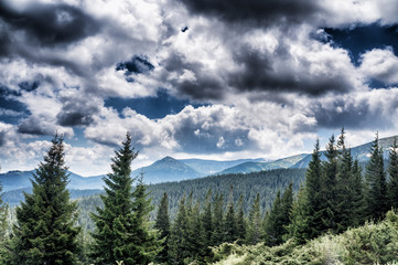 Mountain species on the route to Mount Hoverla