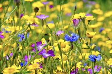 Blumenwiese - bunte Sommerblumen - Glückwunschkarte