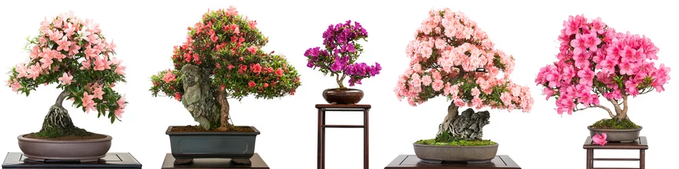 Abwaschbare Fototapete Bonsai Bonsai Bäume mit Blüten als Panorama