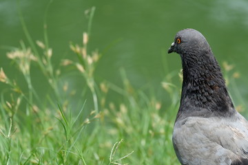 A Black Pigeon on yard in the Park/Garden (Focus at Pigeon, blurry background)