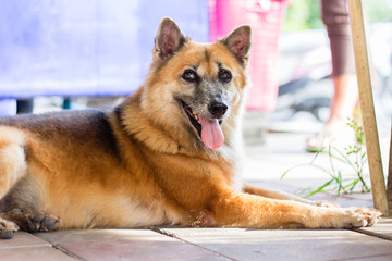 Brown dog lay on the ground