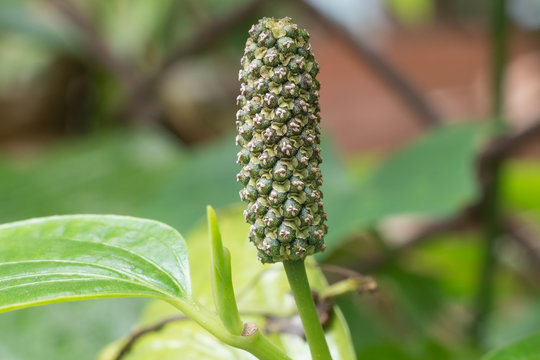 a flower of wildbetal leafbush , Scientific name Piper sarmentosum