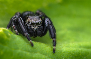Jumping Spider