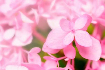 Naklejka na ściany i meble closeup pink flowers