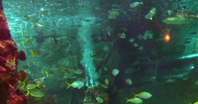 Under water view of tropical fishes and sharks