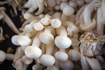 Organic Enoki Mushrooms