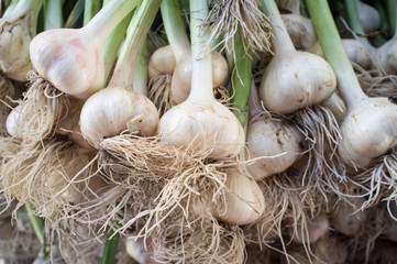 Organic Garlic Stems