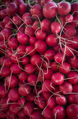 Red Organic Radishes