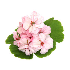 geranium perspective, paint fresh delicate  light pink flowers a